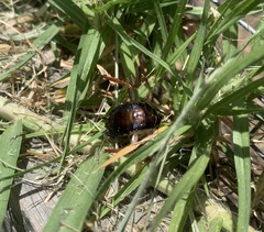 Drymaplaneta semivitta