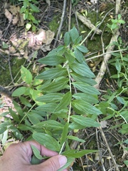 Lithospermum officinale