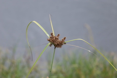 Cyperus javanicus