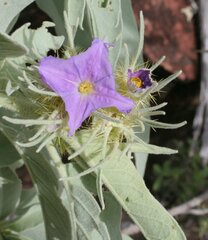 Solanum dioicum