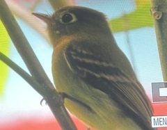 Empidonax flavescens