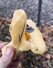 Lactarius alnicola