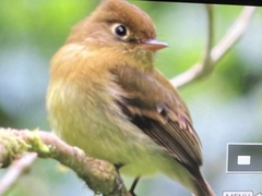 Mitrephanes phaeocercus