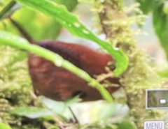 Troglodytes ochraceus