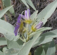 Solanum dioicum