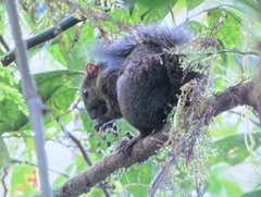 Sciurus deppei