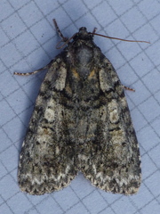 Acronicta increta