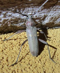 Knulliana cincta