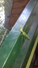 Coptopteryx argentina