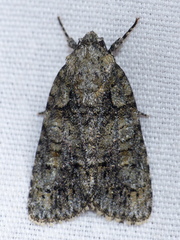 Acronicta