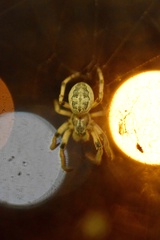 Larinioides cornutus