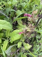 Salvia spathacea