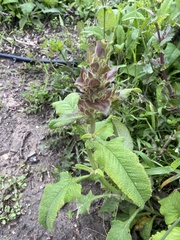 Salvia spathacea