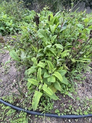 Salvia spathacea