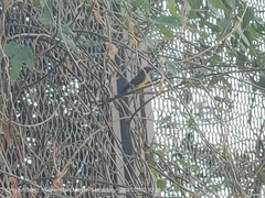 Anthreptes malacensis