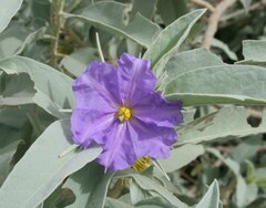 Solanum dioicum