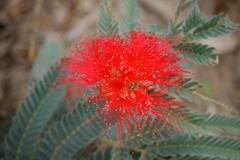 Calliandra dysantha