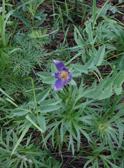 Pulsatilla