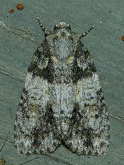 Acronicta increta