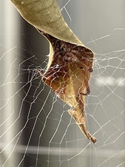 Phonognatha graeffei