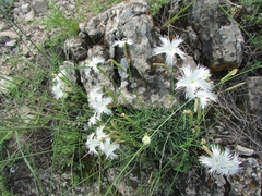 Dianthus acicularis