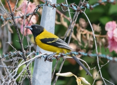 Icterus graduacauda