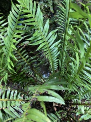 Blechnum nudum