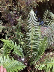 Blechnum nudum