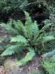 Blechnum nudum