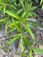 Barleria lupulina