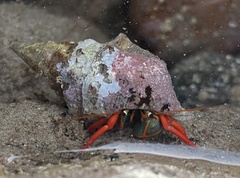 Calcinus californiensis