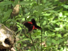 Biblis hyperia