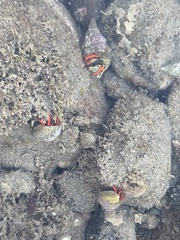 Calcinus californiensis