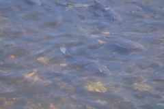 Sarotherodon melanotheron