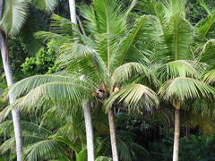 Cocos nucifera