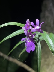 Epidendrum centropetalum