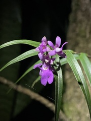 Epidendrum centropetalum