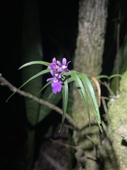 Epidendrum centropetalum