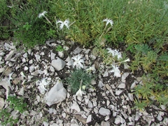 Dianthus acicularis