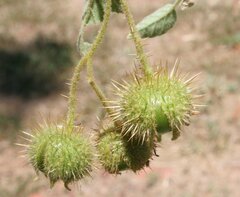 Solanum lucani