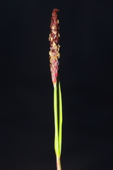 Alopecurus aequalis