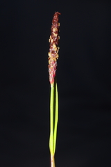 Alopecurus aequalis