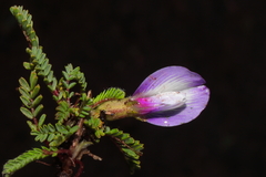 Astragalus weddellianus
