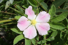 Rosa arkansana