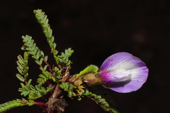 Astragalus weddellianus