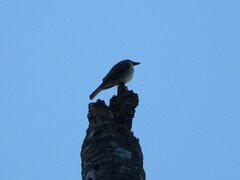 Myiodynastes maculatus