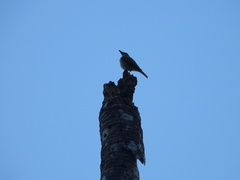 Myiodynastes maculatus