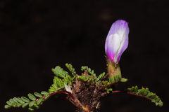 Astragalus weddellianus