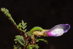 Astragalus weddellianus