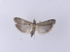 Eudonia leptalaea
